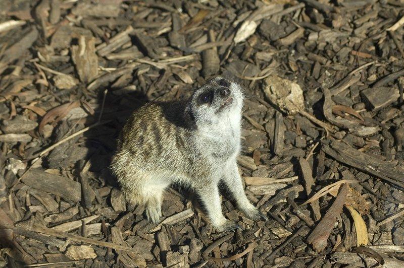 zoo_20 [800x600].jpg